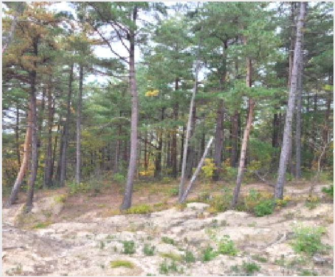 ÅäÁö(ÀÓ¾ß) »çÁø1 | ¾ç¾ç±º Çö³²¸é ÀԾϸ® | 2025Ÿ°æ10392 | ÅäÁö(ÀÓ¾ß)°æ¸Å