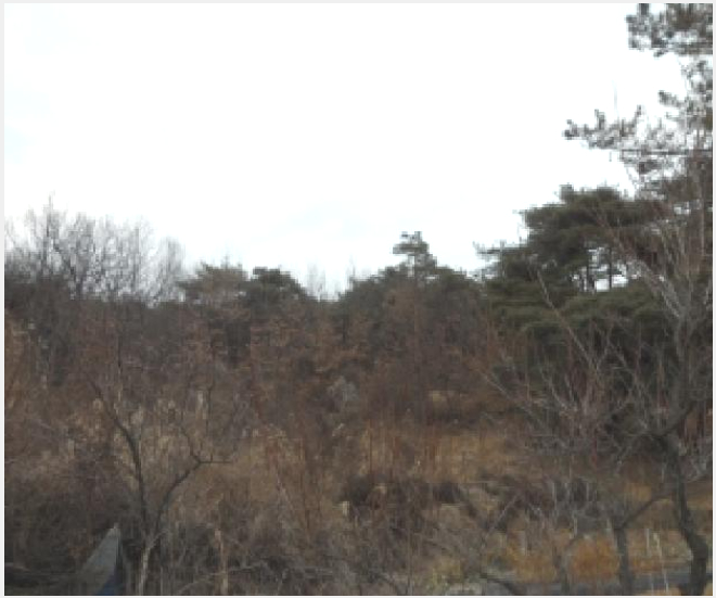 ÅäÁö(ÀÓ¾ß) »çÁø1 | °í·É±º °³Áø¸é ¹Ý¿î¸® | 2025Ÿ°æ3330 | ÅäÁö(ÀÓ¾ß)°æ¸Å