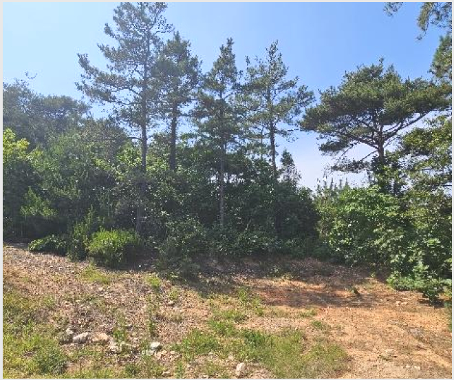 ÅäÁö(ÀÓ¾ß) »çÁø1 | ¼»ê½Ã ´ë»êÀ¾ ¿µÅ¾¸® | 2024Ÿ°æ54575 | ÅäÁö(ÀÓ¾ß)°æ¸Å