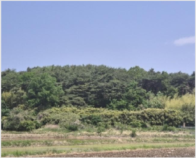 ÅäÁö(ÀÓ¾ß) »çÁø1 | Æ÷Ç׽à ³²±¸ ¿¬ÀÏÀ¾ | 2025Ÿ°æ362 | ÅäÁö(ÀÓ¾ß)°æ¸Å