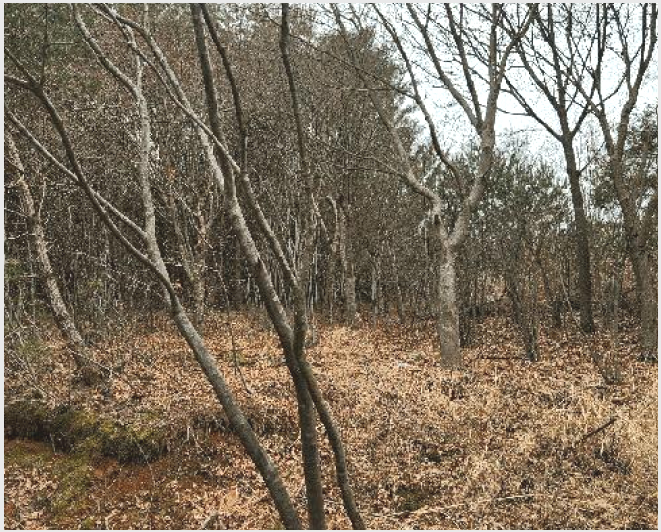 ÅäÁö(ÀÓ¾ß) »çÁø1 | »çõ½Ã °ï¸í¸é »ïÁ¤¸® | 2025Ÿ°æ552 | ÅäÁö(ÀÓ¾ß)°æ¸Å