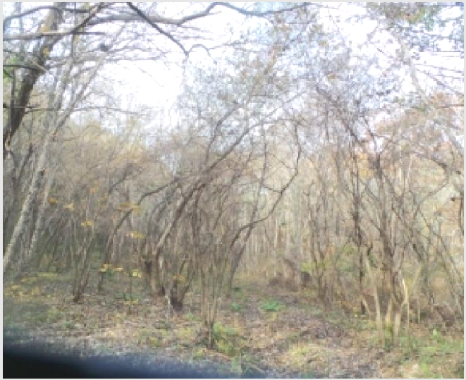 ÅäÁö(Àü) »çÁø1 | ¾ç±¸±º ±¹ÅäÁ¤Áß¾Ó¸é °¡¿ÀÀÛ¸® | 2025Ÿ°æ50939 | ÅäÁö(Àü)°æ¸Å