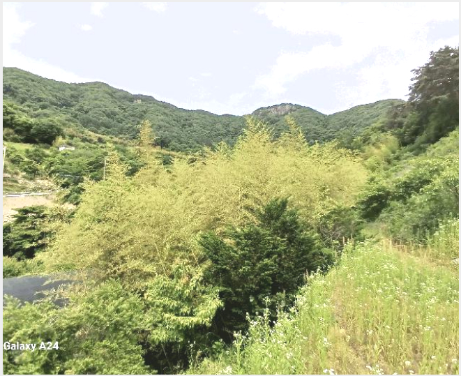 ÅäÁö(´ä) »çÁø1 | ´ã¾ç±º ¿ë¸é ¿ëÄ¡¸® | 2025Ÿ°æ32902 | ÅäÁö(´ä)°æ¸Å
