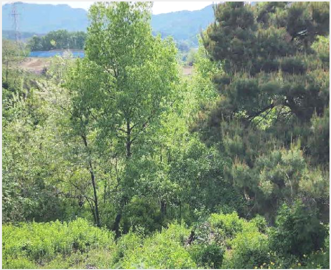 ÅäÁö(Àü) »çÁø1 | ¿Áõ±º û¼º¸é ´É¿ù¸® | 2025Ÿ°æ72 | ÅäÁö(Àü)°æ¸Å