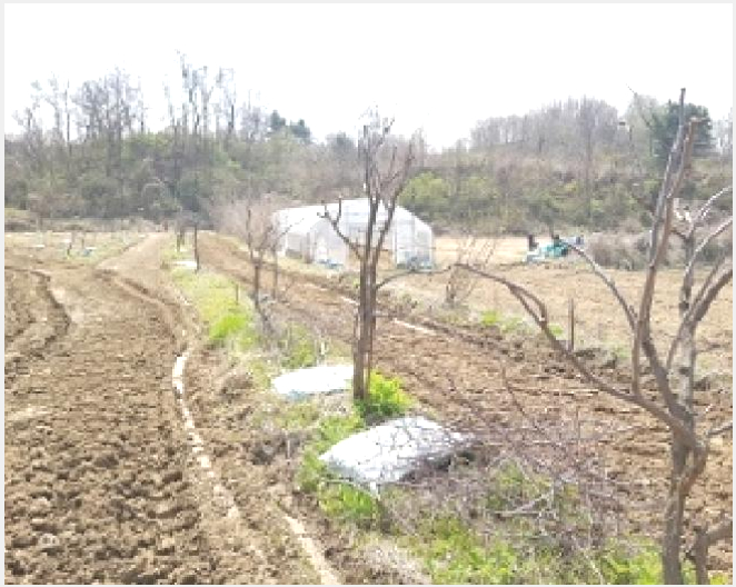 ÅäÁö(Àü) »çÁø1 | ¿øÁֽà ¹Ý°îµ¿ 656 | 2025Ÿ°æ633 | ÅäÁö(Àü)°æ¸Å