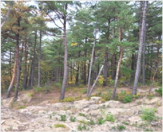 ÅäÁö(ÀÓ¾ß) »çÁø1 | ¾ç¾ç±º Çö³²¸é ÀԾϸ® | 2025Ÿ°æ10392 | ÅäÁö(ÀÓ¾ß)°æ¸Å