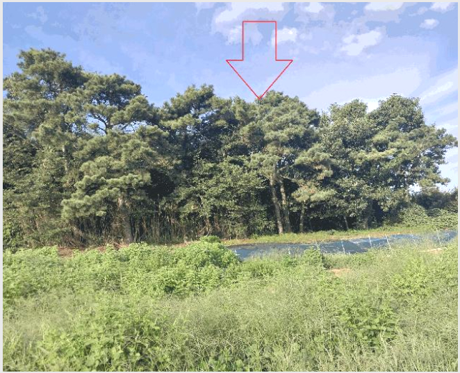 ÅäÁö(Àü) »çÁø1 | °íⱺ Èï´ö¸é ¿ë¹Ý¸® | 2025Ÿ°æ30419 | ÅäÁö(Àü)°æ¸Å