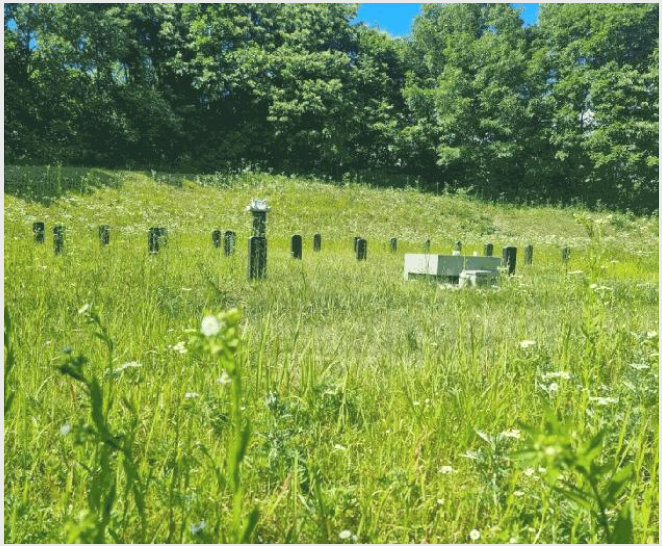 ÅäÁö(ÀÓ¾ß) »çÁø1 | ¾çÆò±º ÁöÆò¸é ¼ö°î¸® | 2024Ÿ°æ2895 | ÅäÁö(ÀÓ¾ß)°æ¸Å