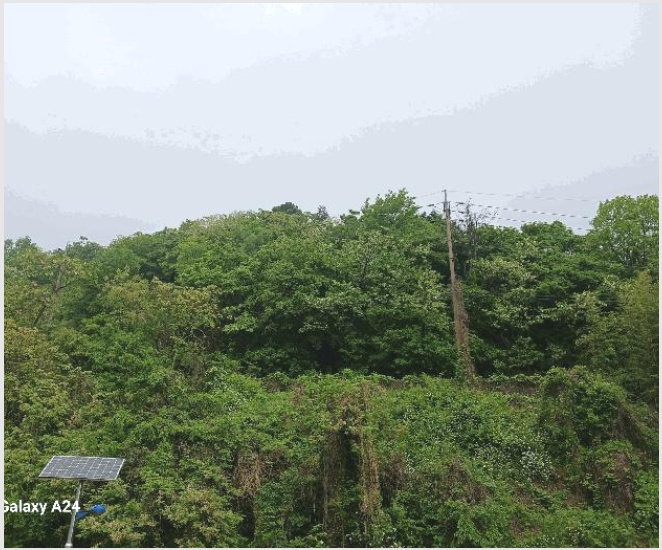 ÅäÁö(ÀÓ¾ß) »çÁø1 | ±¤¾ç½Ã Áø¿ù¸é ½Å¾Æ¸® | 2025Ÿ°æ421 | ÅäÁö(ÀÓ¾ß)°æ¸Å