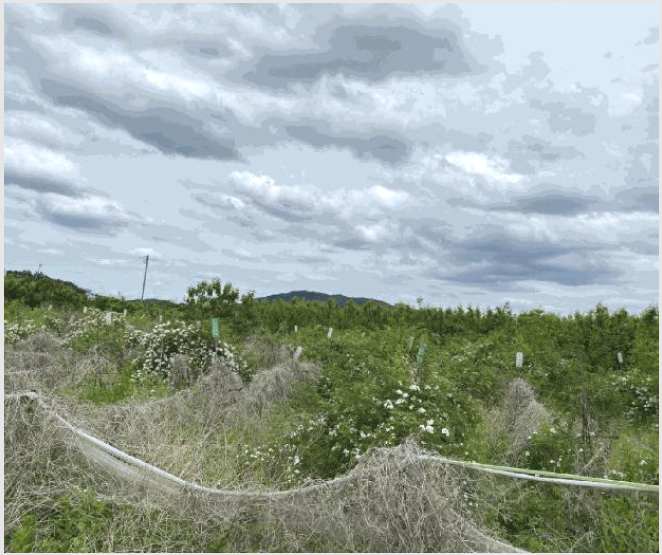 ÅäÁö(´ä) »çÁø1 | °æ»ê½Ã ³²»ê¸é ¿ì°Ë¸® | 2025Ÿ°æ7936 | ÅäÁö(´ä)°æ¸Å