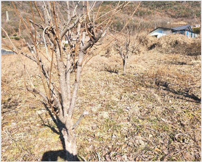 ÅäÁö(Àü) »çÁø1 | ¹Ð¾ç½Ã Ãʵ¿¸é ¼º¸¸¸® | 2024Ÿ°æ3270 | ÅäÁö(Àü)°æ¸Å