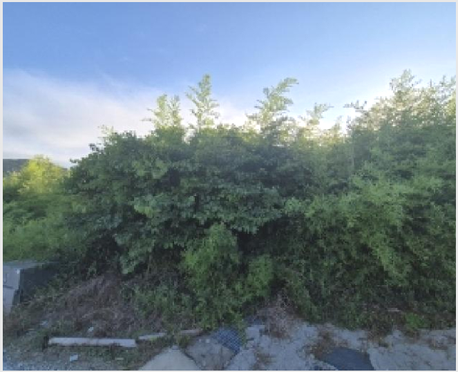 ÅäÁö(Àü) »çÁø1 | Æ÷Ç׽à ³²±¸ È£¹Ì°ù¸é | 2025Ÿ°æ3960 | ÅäÁö(Àü)°æ¸Å