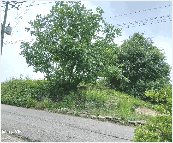 ÅäÁö(Àü) »çÁø1 | Æ÷õ½Ã °¡»ê¸é ¿ì±Ý¸® | 2024Ÿ°æ91978 | ÅäÁö(Àü)°æ¸Å