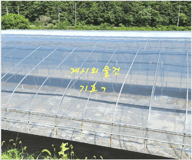 ÅäÁö(´ä) »çÁø1 | ÁøÁֽà ¼ö°î¸é ´ëõ¸® | 2025Ÿ°æ821 | ÅäÁö(´ä)°æ¸Å