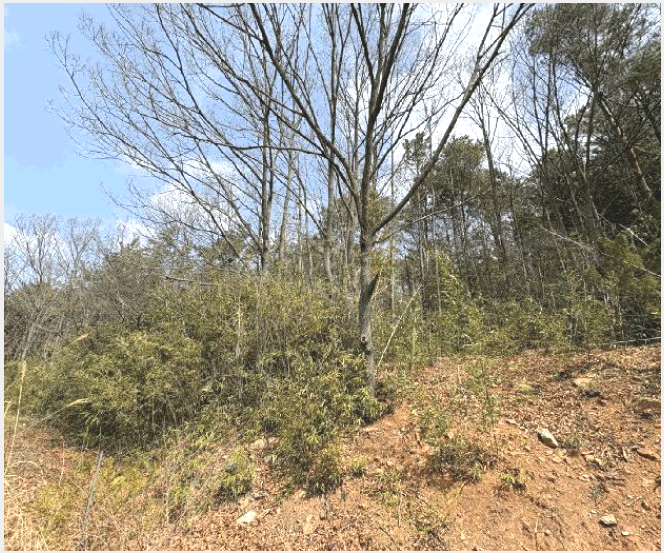 ÅäÁö(ÀÓ¾ß) »çÁø1 | ¹«¾È±º û°è¸é û°è¸® | 2025Ÿ°æ328 | ÅäÁö(ÀÓ¾ß)°æ¸Å