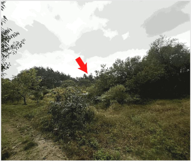 ÅäÁö(Àü) »çÁø1 | °í¼º±º °£¼ºÀ¾ ¾îõ¸® | 2025Ÿ°æ10356 | ÅäÁö(Àü)°æ¸Å