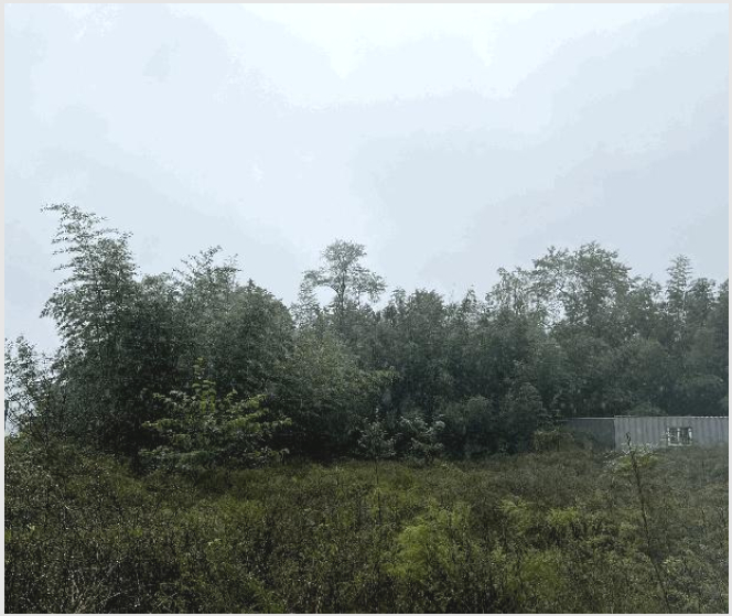 ÅäÁö(Àü) »çÁø1 | °í¼º±º °£¼ºÀ¾ ¾îõ¸® | 2025Ÿ°æ10356 | ÅäÁö(Àü)°æ¸Å