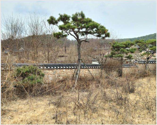 ÅäÁö(°ú¼ö¿ø) »çÁø1 | °í¾ç½Ã Àϻ굿±¸ »ç¸®Çöµ¿ | 2015Ÿ°æ15050 | ÅäÁö(°ú¼ö¿ø)°æ¸Å