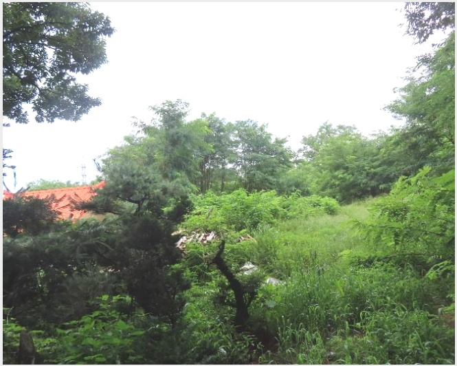 ÅäÁö(ÀÓ¾ß) »çÁø1 | ÀÌõ½Ã ºÎ¹ßÀ¾ ¾Æ¹Ì¸® | 2024Ÿ°æ4068 | ÅäÁö(ÀÓ¾ß)°æ¸Å