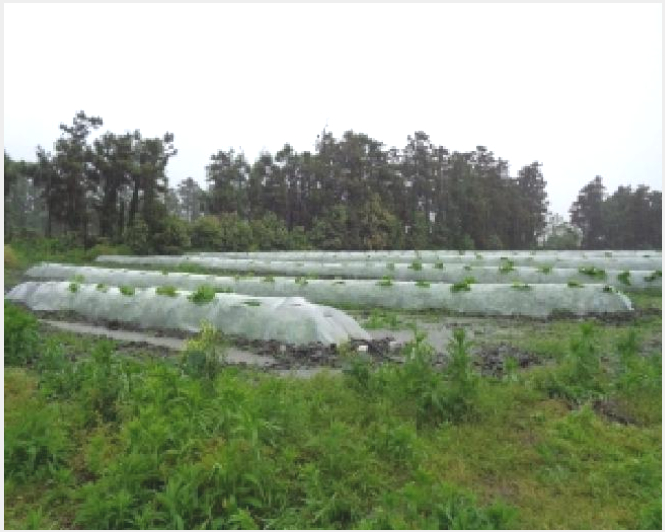 ÅäÁö(ÀâÁ¾Áö) »çÁø1 | ¼±ÍÆ÷½Ã ´ëÁ¤À¾ ¾È¼º¸® | 2025Ÿ°æ8006 | ÅäÁö(ÀâÁ¾Áö)°æ¸Å