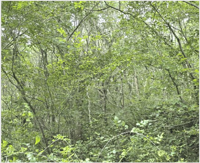 ÅäÁö(ÀÓ¾ß) »çÁø1 | °í¼º±º ÇÏÀϸé Çи²¸® | 2025Ÿ°æ560 | ÅäÁö(ÀÓ¾ß)°æ¸Å