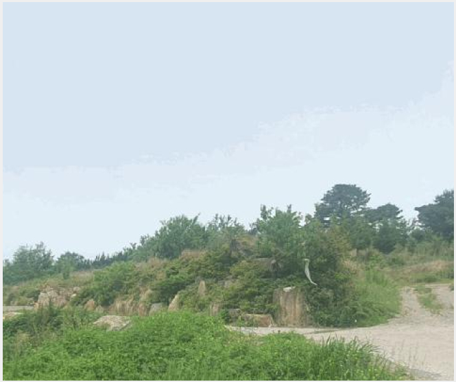 ÅäÁö(ÀÓ¾ß) »çÁø1 | â¿ø½Ã ÀÇⱸ ´ë»ê¸é | 2025Ÿ°æ11462 | ÅäÁö(ÀÓ¾ß)°æ¸Å