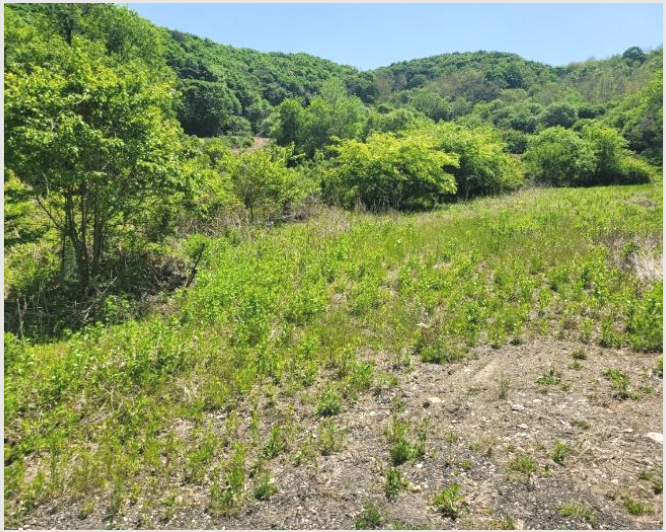 ÅäÁö(´ä) »çÁø1 | ö¿ø±º ö¿øÀ¾ ³»Æ÷¸® | 2024Ÿ°æ76337 | ÅäÁö(´ä)°æ¸Å