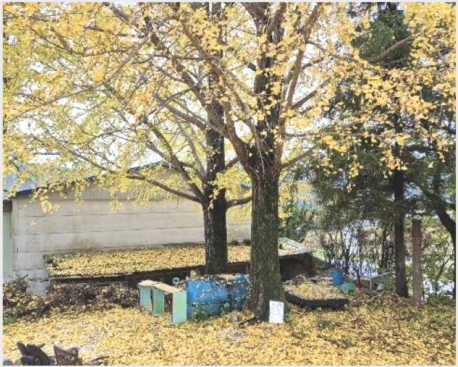 ÅäÁö(´ëÁö) »çÁø1 | °í¼º±º ±¸¸¸¸é È¿¶ô¸® | 2024Ÿ°æ4973 | ÅäÁö(´ëÁö)°æ¸Å