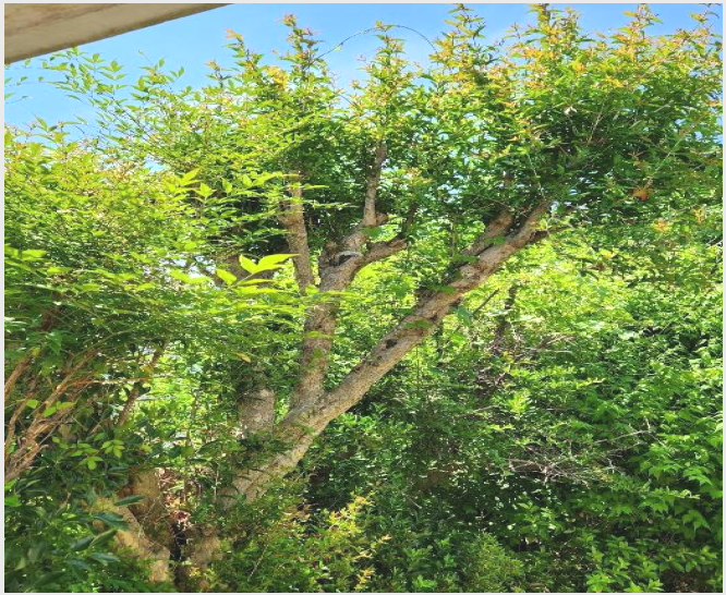 ´Üµ¶ÁÖÅà »çÁø1 | ³²Çرº ³²ÇØÀ¾ ½Éõ¸® | 2024Ÿ°æ2691 | ´Üµ¶ÁÖÅðæ¸Å