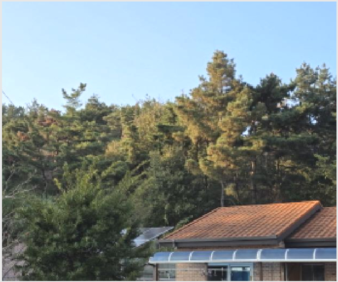 ÅäÁö(ÀÓ¾ß) »çÁø1 | ¼ºÁÖ±º ¼±³²¸é °üȸ® | 2025Ÿ°æ3019 | ÅäÁö(ÀÓ¾ß)°æ¸Å