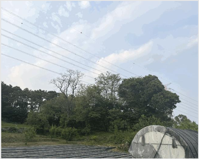 ÅäÁö(ÀÓ¾ß) »çÁø1 | ÆÄÁֽà ¿ù·Õ¸é ´öÀº¸® | 2025Ÿ°æ63066 | ÅäÁö(ÀÓ¾ß)°æ¸Å
