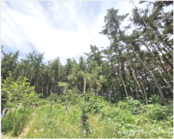 ÅäÁö(ÀÓ¾ß) »çÁø1 | ¾È»ê½Ã ´Ü¿ø±¸ ´ëºÎµ¿µ¿ | 2025Ÿ°æ52816 | ÅäÁö(ÀÓ¾ß)°æ¸Å