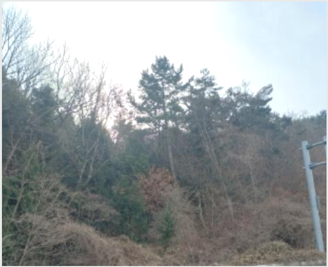 ÅäÁö(ÀÓ¾ß) »çÁø1 | °ÅÁ¦½Ã ¾çÁ¤µ¿ »ê8-2 | 2024Ÿ°æ33162 | ÅäÁö(ÀÓ¾ß)°æ¸Å