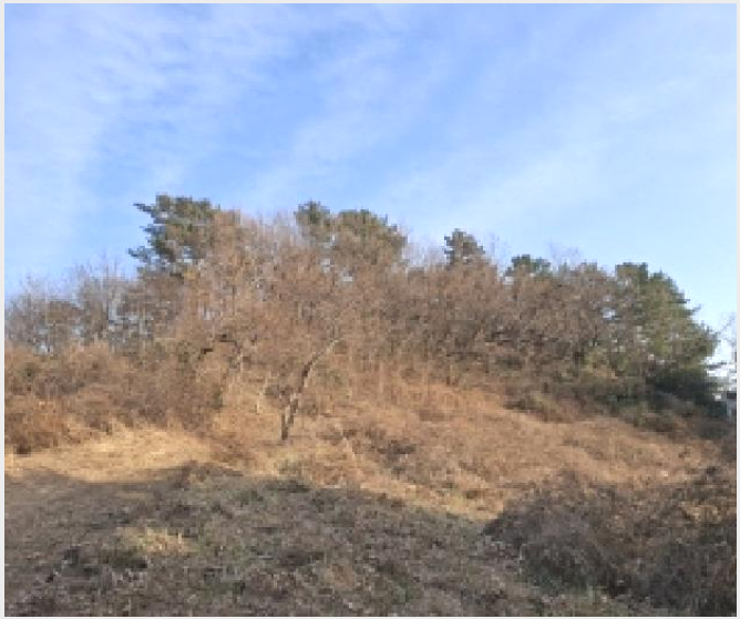ÅäÁö(Àü) »çÁø1 | ³²Çرº ¹ÌÁ¶¸é ¹ÌÁ¶¸® | 2025Ÿ°æ513 | ÅäÁö(Àü)°æ¸Å