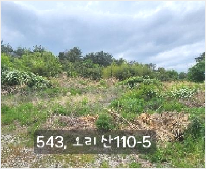 ÅäÁö(ÀÓ¾ß) »çÁø1 | ±âÀ屺 Àå¾ÈÀ¾ ¿À¸® | 2025Ÿ°æ543 | ÅäÁö(ÀÓ¾ß)°æ¸Å