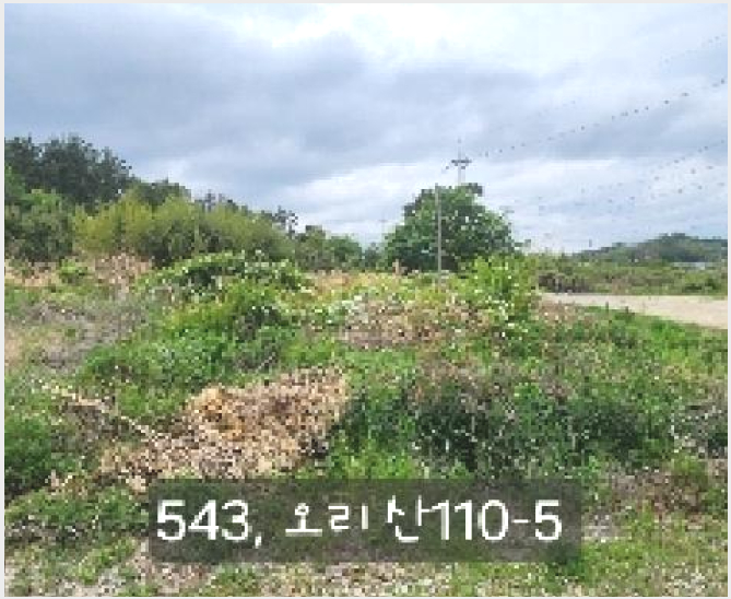 ÅäÁö(ÀÓ¾ß) »çÁø1 | ±âÀ屺 Àå¾ÈÀ¾ ¿À¸® | 2025Ÿ°æ543 | ÅäÁö(ÀÓ¾ß)°æ¸Å