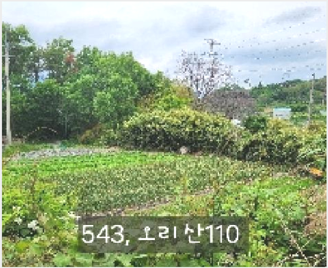ÅäÁö(ÀÓ¾ß) »çÁø1 | ±âÀ屺 Àå¾ÈÀ¾ ¿À¸® | 2025Ÿ°æ543 | ÅäÁö(ÀÓ¾ß)°æ¸Å