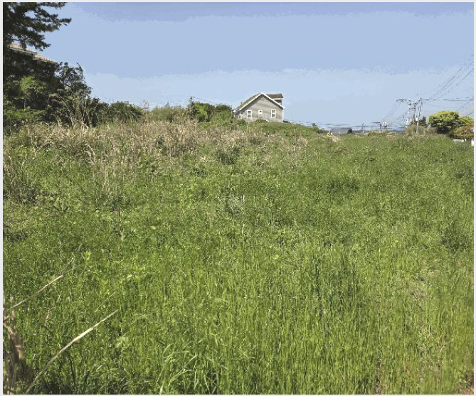 ÅäÁö(ÀÓ¾ß) »çÁø1 | Á¦Áֽà ¾Ö¿ùÀ¾ ±¤·É¸® | 2025Ÿ°æ7925 | ÅäÁö(ÀÓ¾ß)°æ¸Å