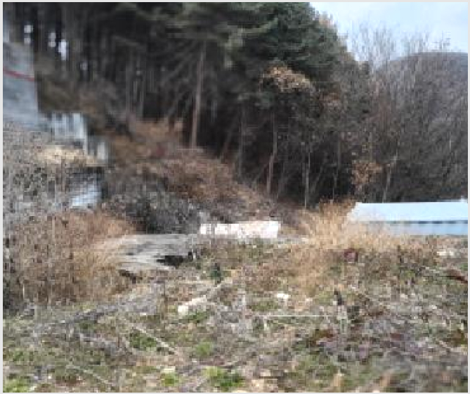 ÅäÁö(ÀÓ¾ß) »çÁø1 | ÆÄÁֽà ¹ý¿øÀ¾ µ¿¹®¸® | 2025Ÿ°æ6451 | ÅäÁö(ÀÓ¾ß)°æ¸Å