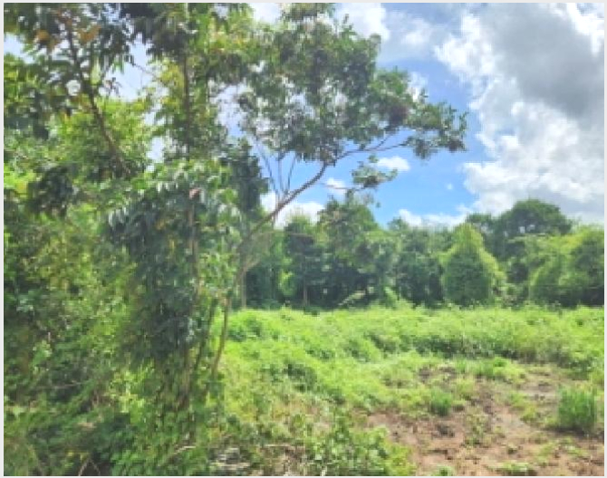 ÅäÁö(´ëÁö) »çÁø1 | ³ªÁֽà ºû°¡¶÷µ¿ 145-4 | 2025Ÿ°æ33507 | ÅäÁö(´ëÁö)°æ¸Å