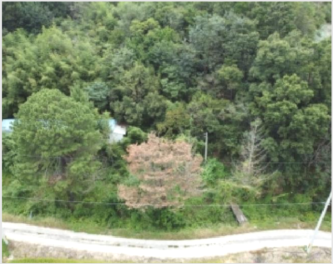 ÅäÁö(´ä) »çÁø1 | º¸Àº±º źºÎ¸é º®Áö¸® | 2025Ÿ°æ51784 | ÅäÁö(´ä)°æ¸Å