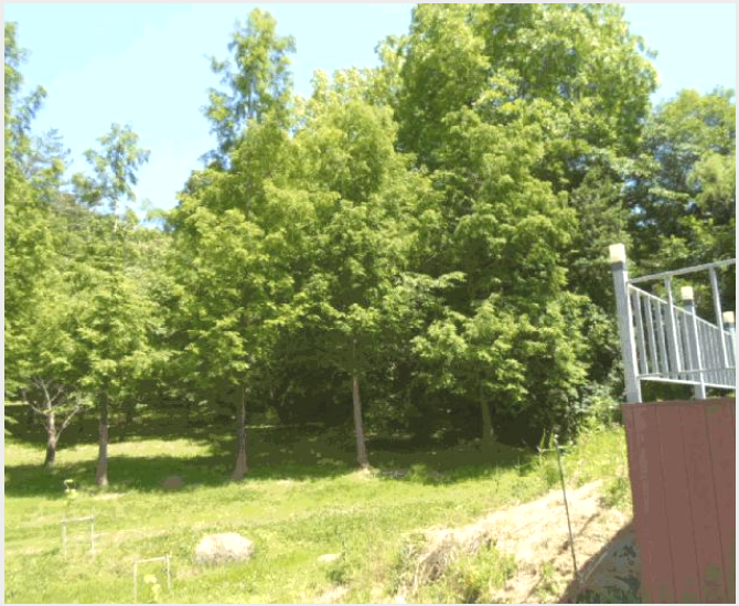 ÅäÁö(ÀÓ¾ß) »çÁø1 | ´ã¾ç±º ´ã¾çÀ¾ Çе¿¸® | 2025Ÿ°æ32867 | ÅäÁö(ÀÓ¾ß)°æ¸Å