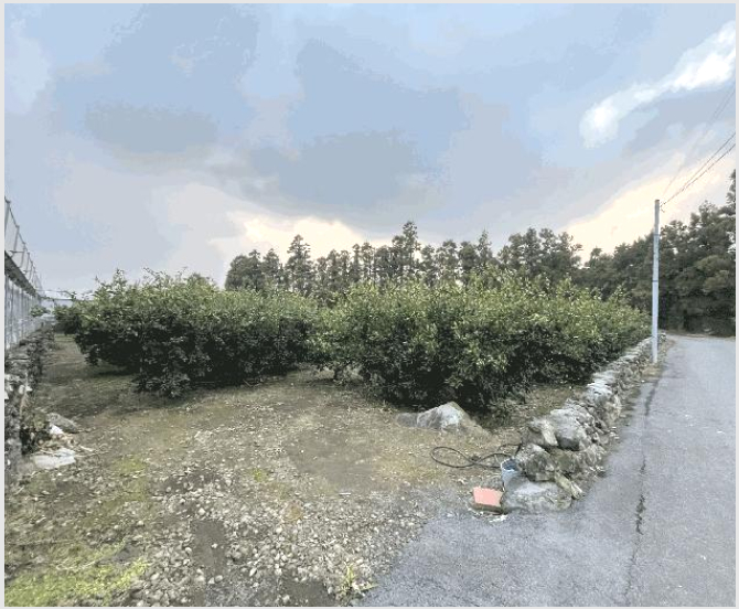 ÅäÁö(°ú¼ö¿ø) »çÁø1 | Á¦Áֽà ¾Ö¿ùÀ¾ ³³À¾¸® | 2025Ÿ°æ9090 | ÅäÁö(°ú¼ö¿ø)°æ¸Å