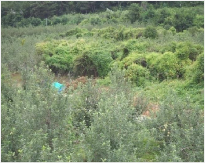 ÅäÁö(´ä) »çÁø1 | ¹Ð¾ç½Ã »ê³»¸é ºÀÀǸ® | 2025Ÿ°æ10487 | ÅäÁö(´ä)°æ¸Å