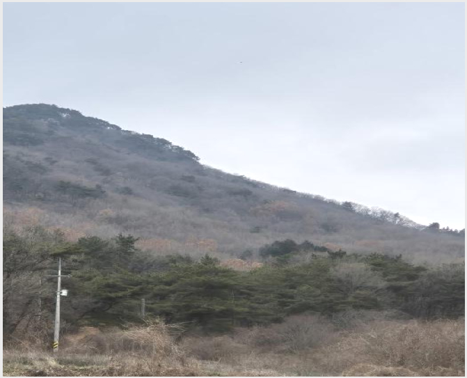 ÅäÁö(ÀÓ¾ß) »çÁø1 | À强±º »ï°è¸é Á׸²¸® | 2025Ÿ°æ34699 | ÅäÁö(ÀÓ¾ß)°æ¸Å