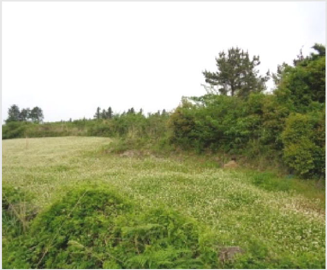ÅäÁö(ÀÓ¾ß) »çÁø1 | ¼±ÍÆ÷½Ã ¾È´ö¸é »óõ¸® | 2025Ÿ°æ8096 | ÅäÁö(ÀÓ¾ß)°æ¸Å