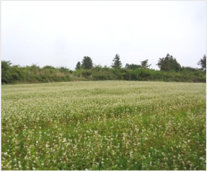 ÅäÁö(ÀÓ¾ß) »çÁø1 | ¼±ÍÆ÷½Ã ¾È´ö¸é »óõ¸® | 2025Ÿ°æ8096 | ÅäÁö(ÀÓ¾ß)°æ¸Å