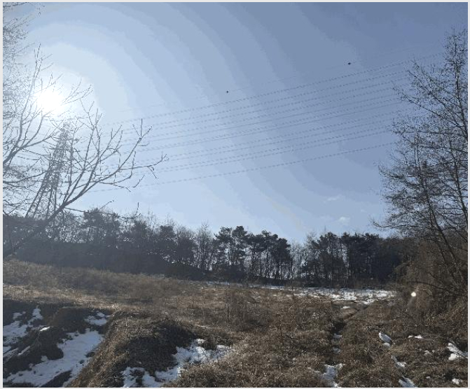 ÅäÁö(Àü) »çÁø1 | ´çÁø½Ã ¼Û¾ÇÀ¾ °¡Çи® | 2025Ÿ°æ186 | ÅäÁö(Àü)°æ¸Å