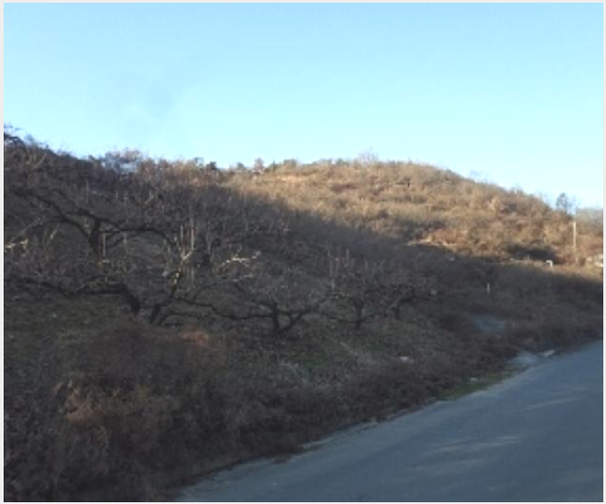 ÅäÁö(°ú¼ö¿ø) »çÁø1 | ¹Ð¾ç½Ã Ãʵ¿¸é ½Å¿ù¸® | 2024Ÿ°æ3140 | ÅäÁö(°ú¼ö¿ø)°æ¸Å
