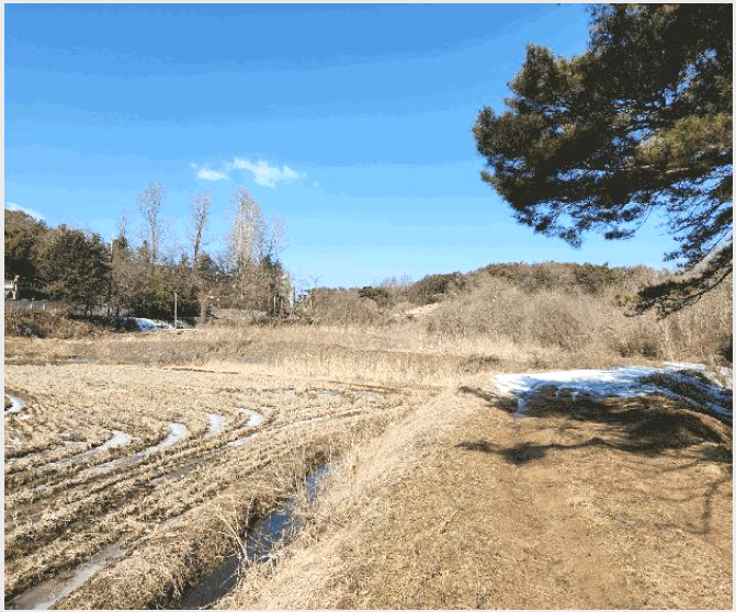 ÅäÁö(´ä) »çÁø1 | ´çÁø½Ã ¼ø¼º¸é ºÀ¼Ò¸® | 2025Ÿ°æ216 | ÅäÁö(´ä)°æ¸Å